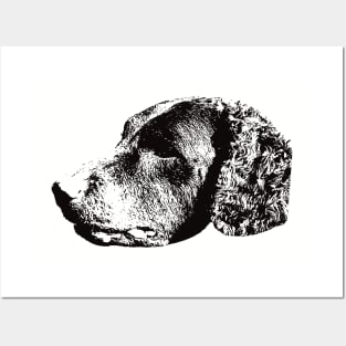 Curly Coated Retriever gift for Retriever Owners Posters and Art